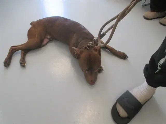 Unknown - American Pit Bull Terrier