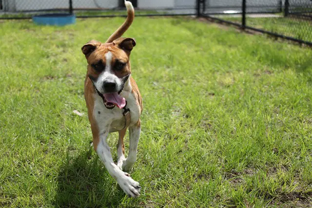 Toluca - American Bulldog