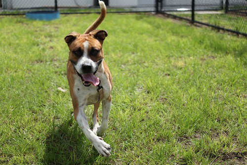 picture of the dog needing adoption