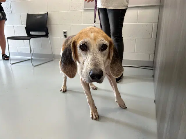Marigold - Treeing Walker Coonhound