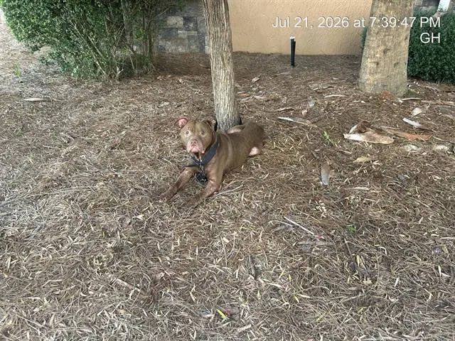 Henry - American Pit Bull Terrier