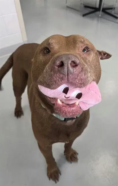 Henry - American Pit Bull Terrier