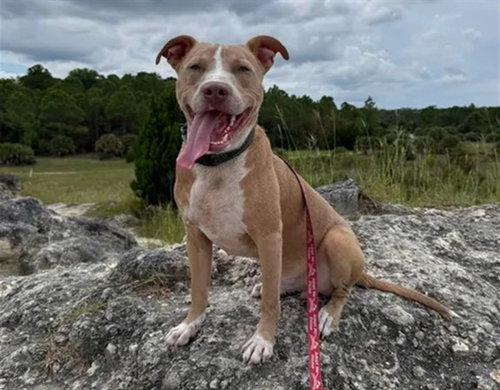 GEORGE, a dog for adoption from Marion County Animal Services