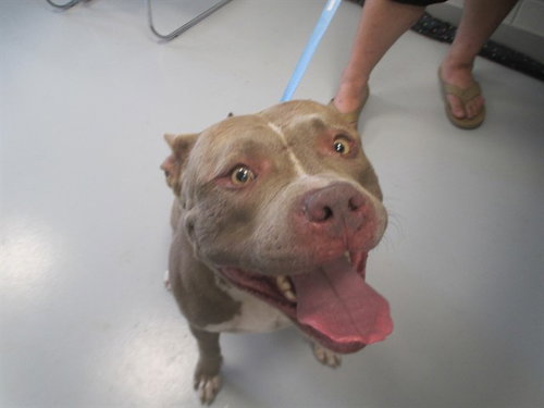 GUSTO, a dog for adoption from Marion County Animal Services