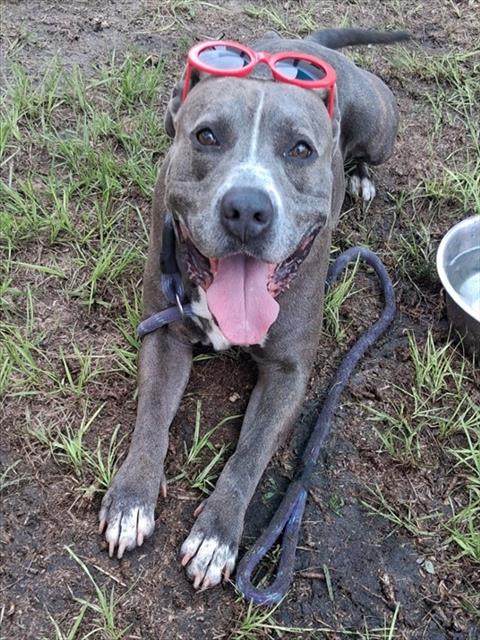 GORDON, a dog for adoption from Marion County Animal Services