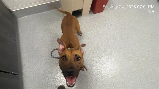 Oscar - American Pit Bull Terrier