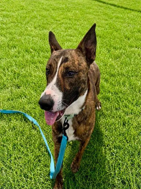 Chili - Dutch Shepherd
