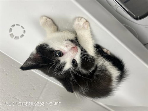 picture of the cat needing adoption