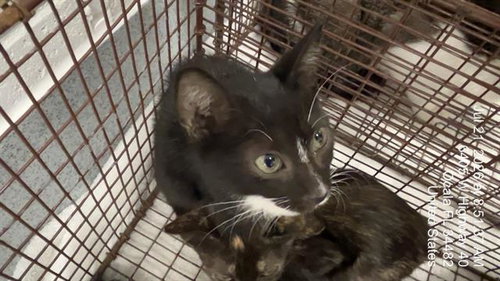 CUCUMBER, a cat for adoption from Marion County Animal Services