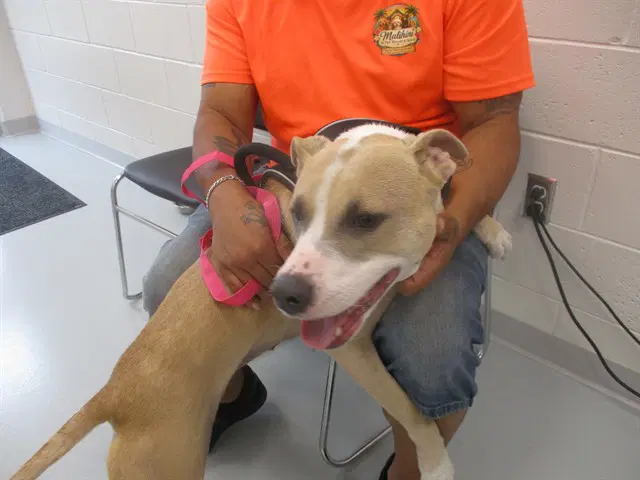 Gorda - American Pit Bull Terrier
