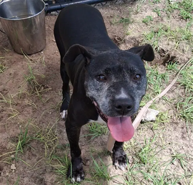 Unknown - American Pit Bull Terrier
