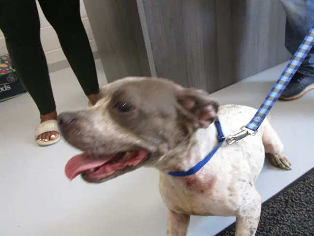 Gumball - American Pit Bull Terrier