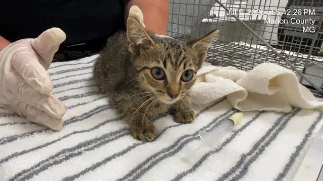 Journey - Domestic Short Hair