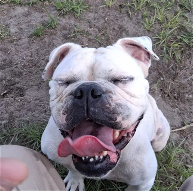 Nilla Wafers - American Bulldog