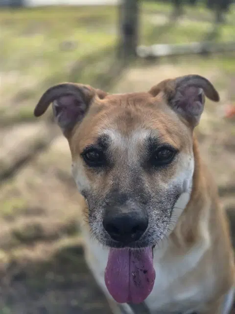 Titan - Black Mouth Cur