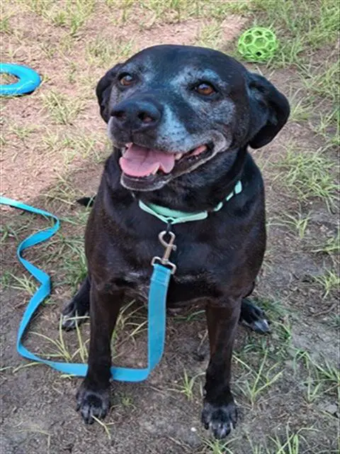 Kona - Labrador Retriever