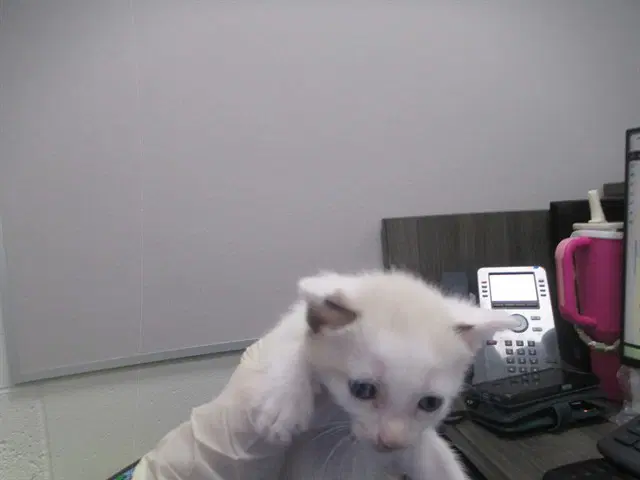 Arjun - Domestic Short Hair