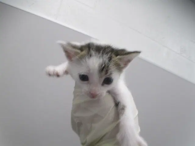 Buzz - Domestic Short Hair