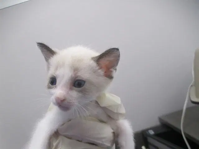 Marshyemellow - Domestic Short Hair