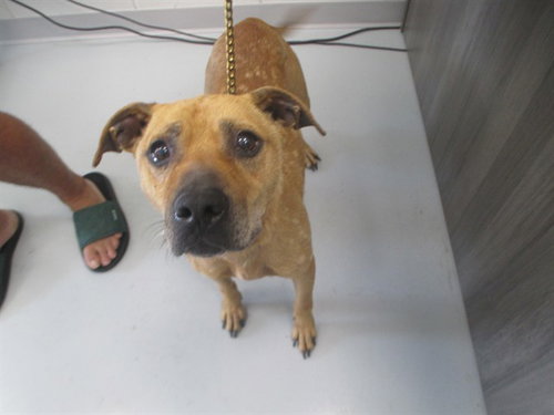 STARK, a dog for adoption from Marion County Animal Services