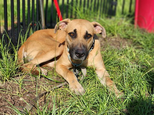 DO-SI-DOS, a dog for adoption from Marion County Animal Services