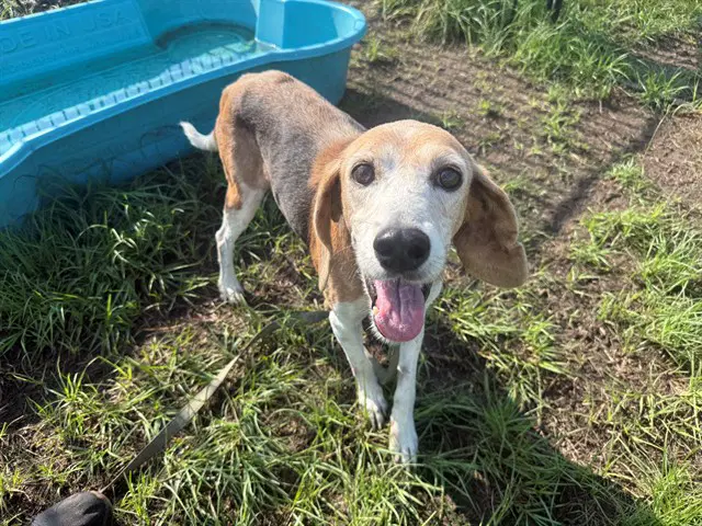 Unknown - Treeing Walker Coonhound