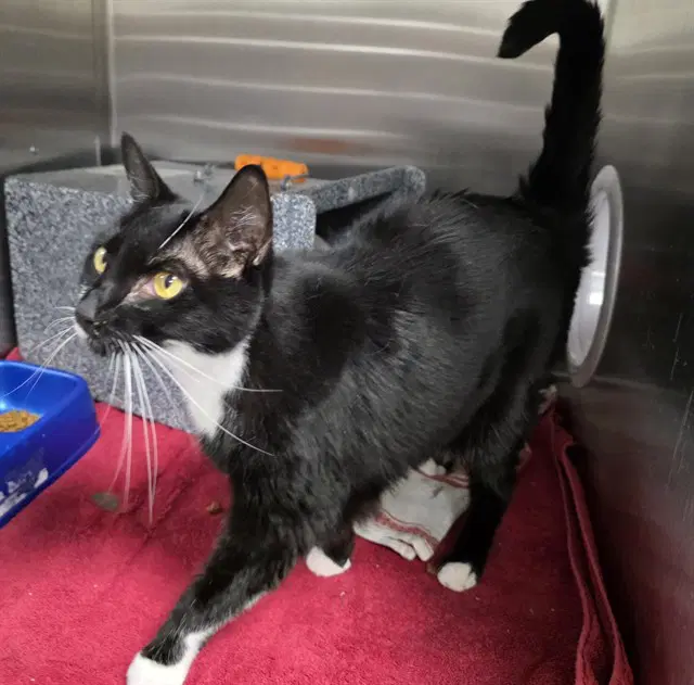 Zoe - Domestic Short Hair