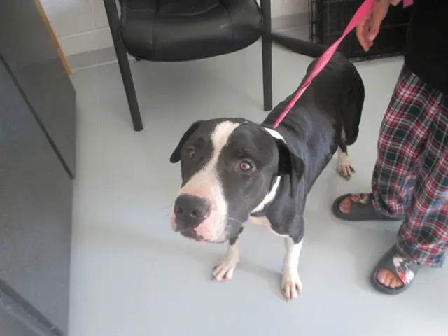 Oreo - American Pit Bull Terrier
