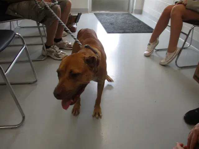Nixie - American Staffordshire Terrier