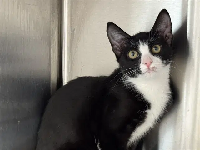 Baron - Domestic Short Hair