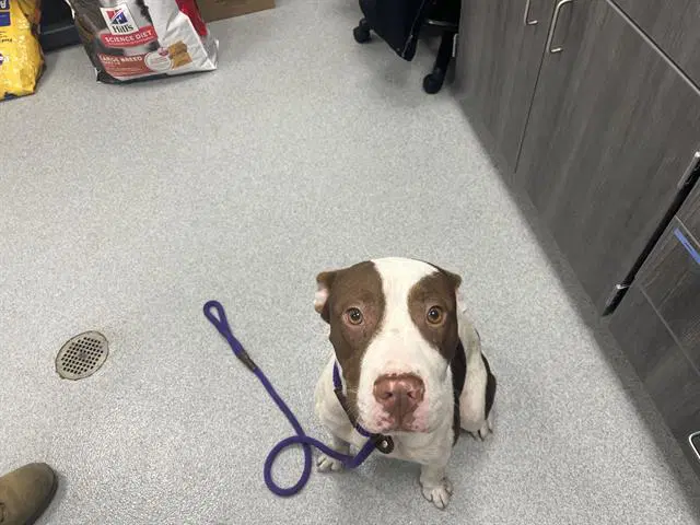 Hondo - American Pit Bull Terrier