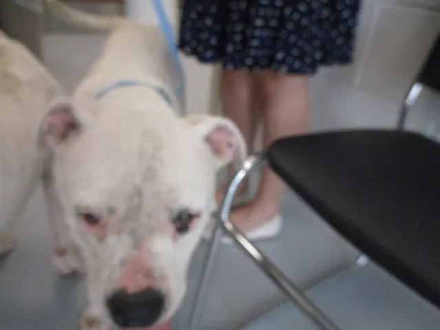 Unknown - American Pit Bull Terrier