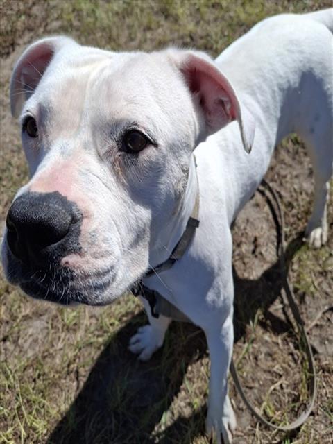 KENYA, a dog for adoption from Marion County Animal Services