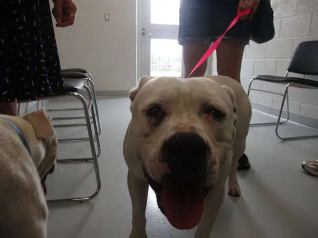 Unknown - American Pit Bull Terrier