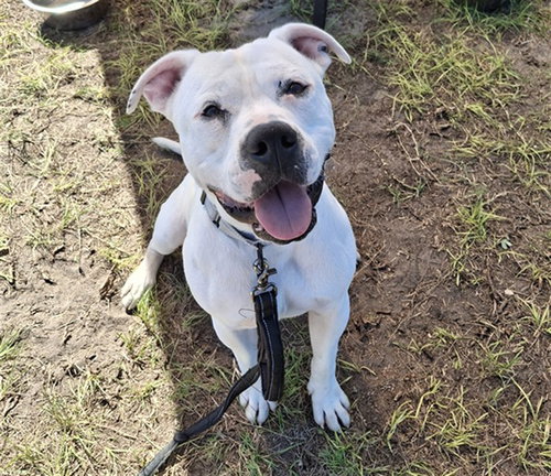 KATO, a dog for adoption from Marion County Animal Services
