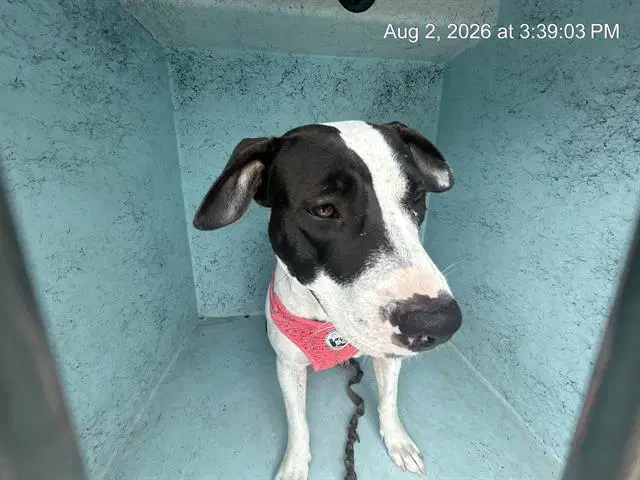 Unknown - American Pit Bull Terrier