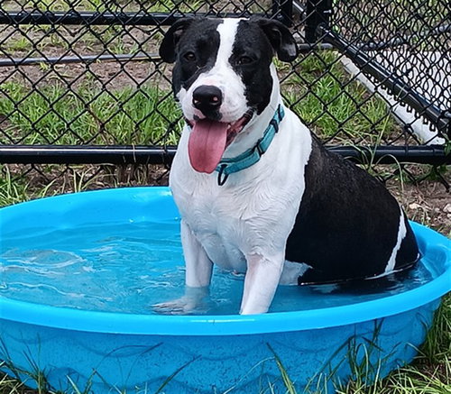 MULAN, a dog for adoption from Marion County Animal Services