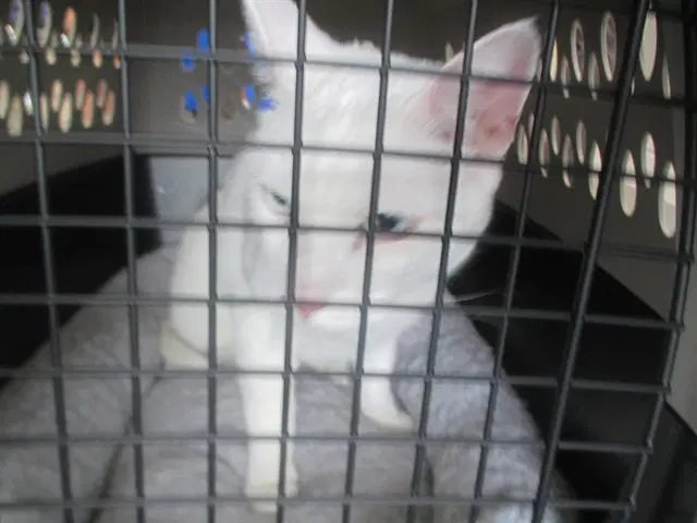 Blu - Domestic Short Hair