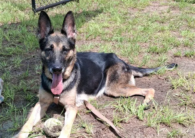 Astra - German Shepherd Dog