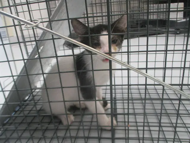 Unknown - Domestic Short Hair