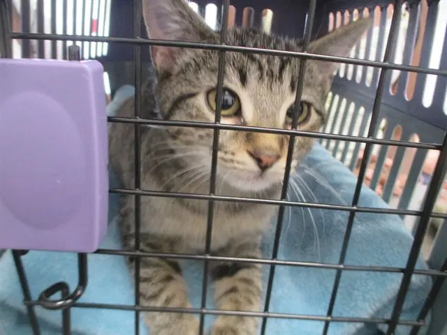 Sinne - Domestic Short Hair
