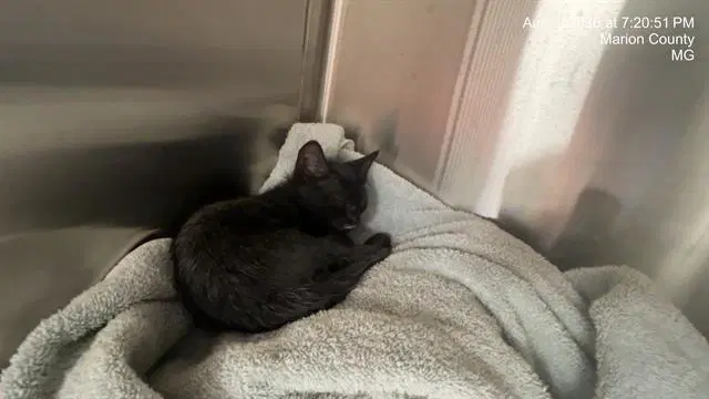 Engine - Domestic Short Hair