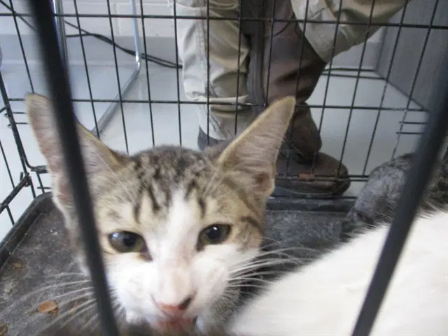 Sir Chipley - Domestic Short Hair