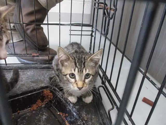 Sir Bartley - Domestic Short Hair
