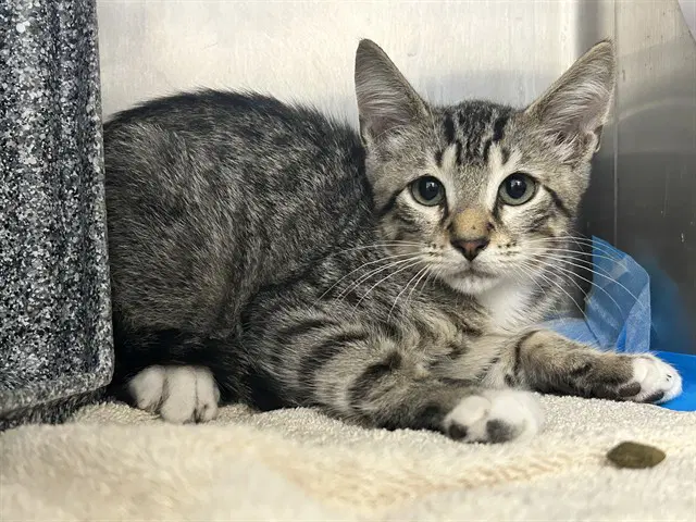 Sir Bartley - Domestic Short Hair