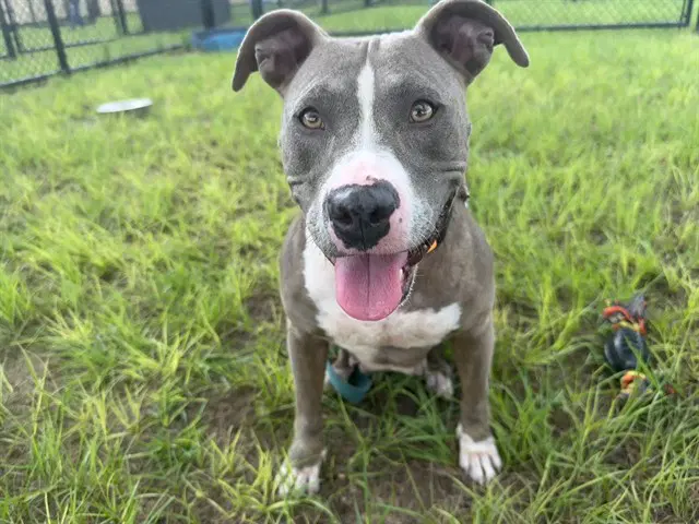 Meeka - American Pit Bull Terrier