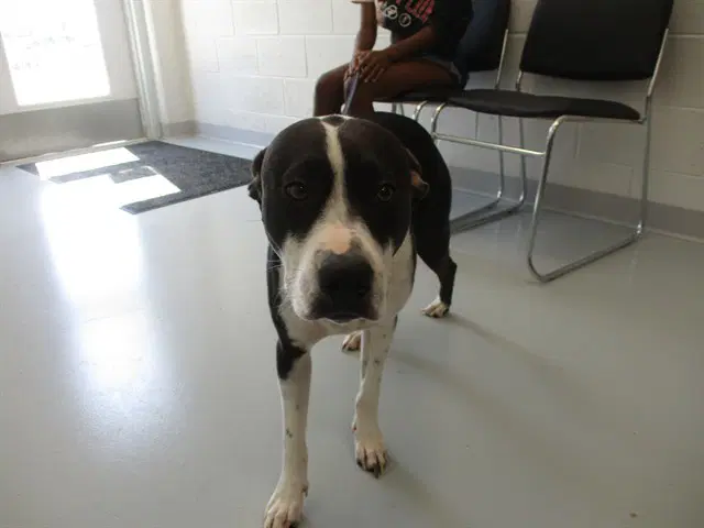 Eniah - American Pit Bull Terrier