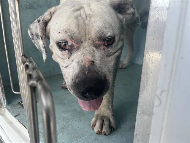 Unknown - American Bulldog