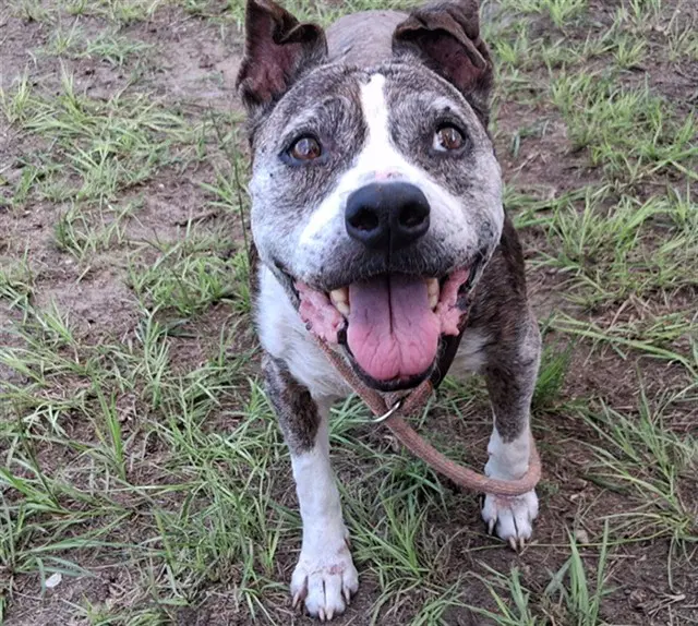 Mildred - American Pit Bull Terrier