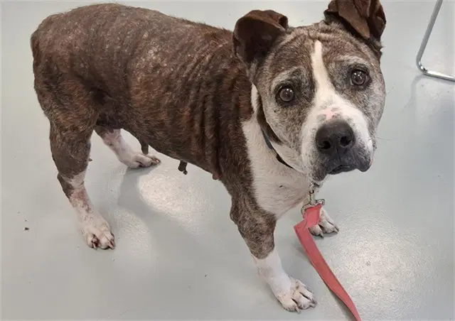 Mildred - American Pit Bull Terrier